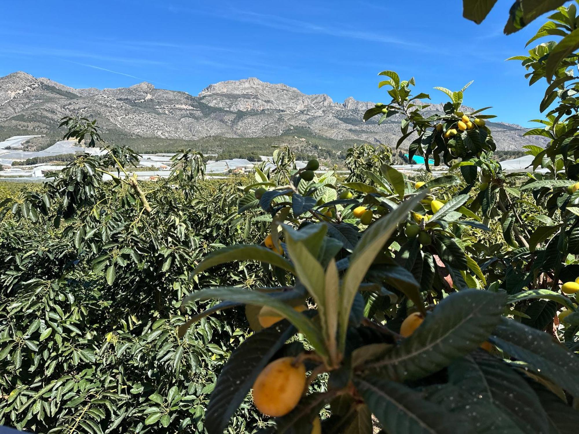 Casa Rural Altaret Callosa de Ensarriá Eksteriør bilde